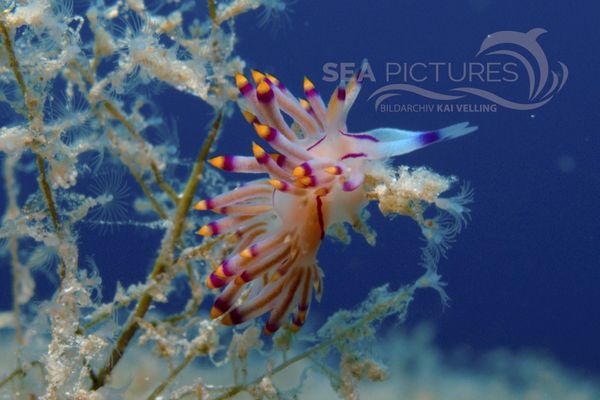  Flabellina rubrolineata