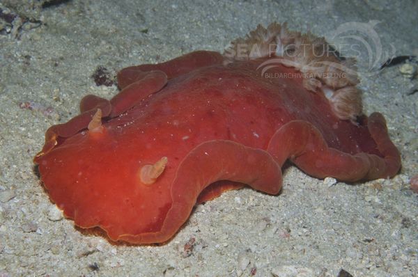 Hexabranchus sanguineus