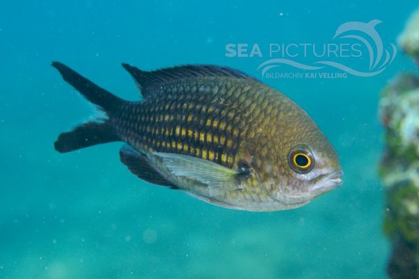 Chromis chromis