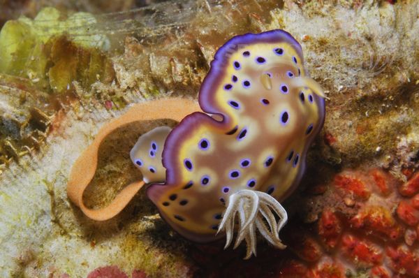 Chromodoris kunei