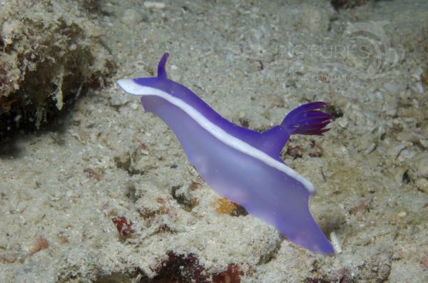 KV Hypselodoris bullocki MALA 06 15