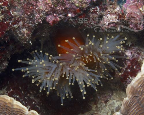 Anemonen