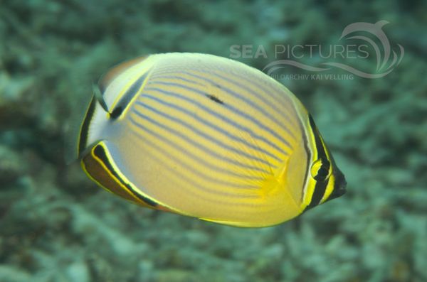 KV Pazifischer Rippen - Falterfisch  Chaetodon lunulatus  MALA 06 1