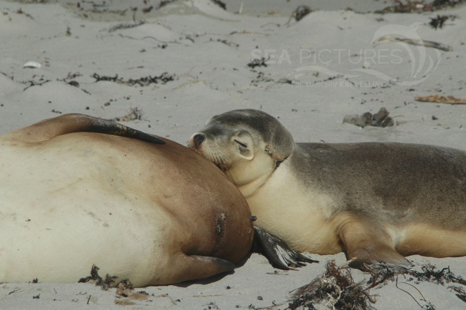 Australien-Seebaer  Arctocephalus pusillus  SA 1191