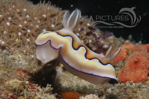 Chromodoris coi