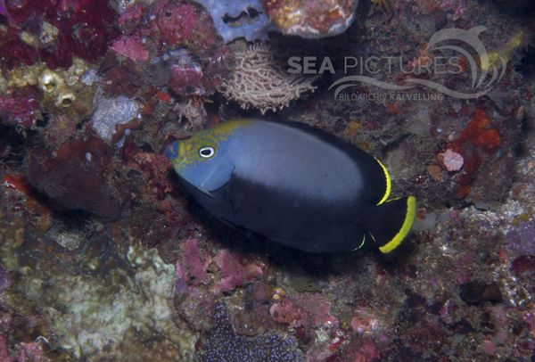 KV Phantom-Kaiserfisch Chaetodontoplus dimidiatus  PH 06 011