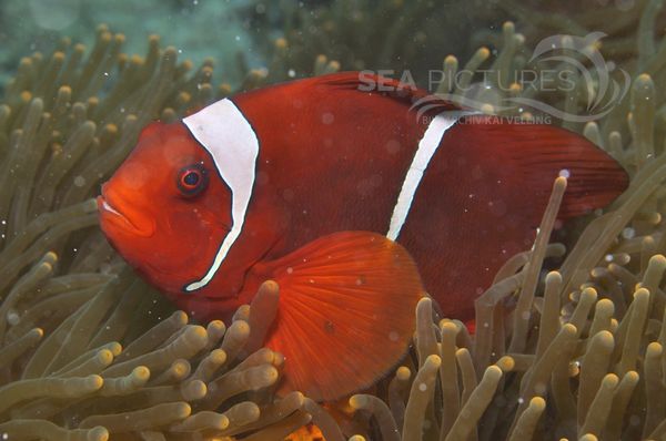 Stachel-Anemonenfisch