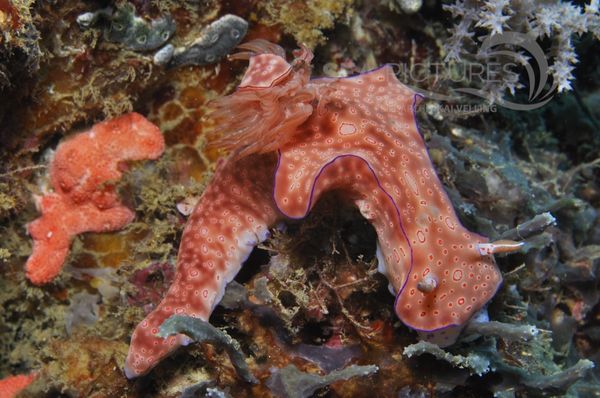 Ceratosoma cornigerum