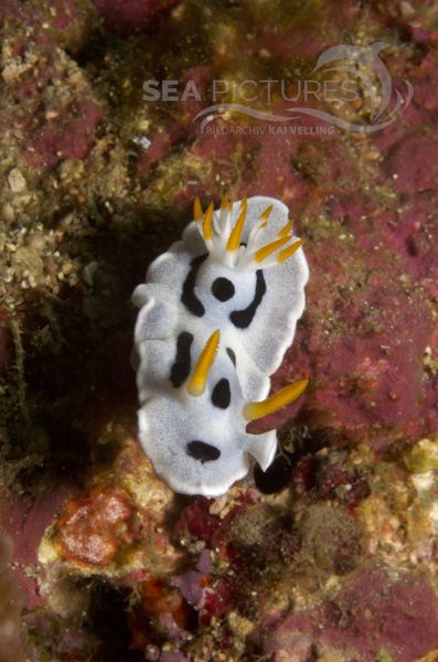 KV Chromodoris dianae PH 08 00376