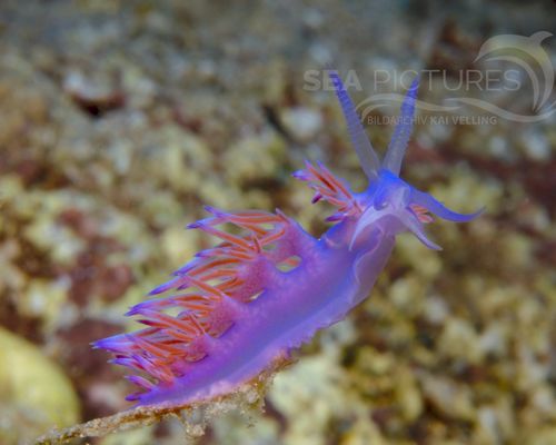 Niedere Tiere