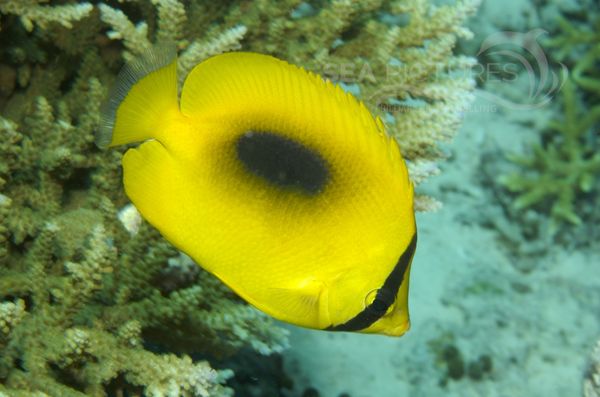 KV Malaiischer Einflecken Falterfisch  Chaetodon speculum  MALA 06