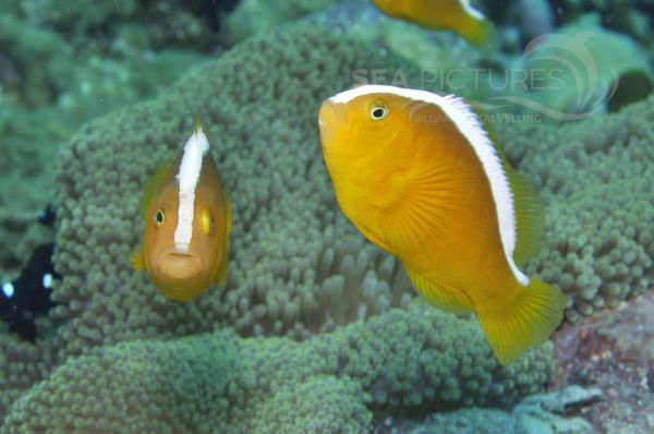 Amphiprion sandaracinos