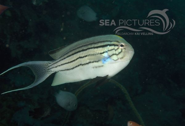 KV Lamarcks Lyrakaiserfisch Ma  nnchen Genicanthus lamarck PH 06 008