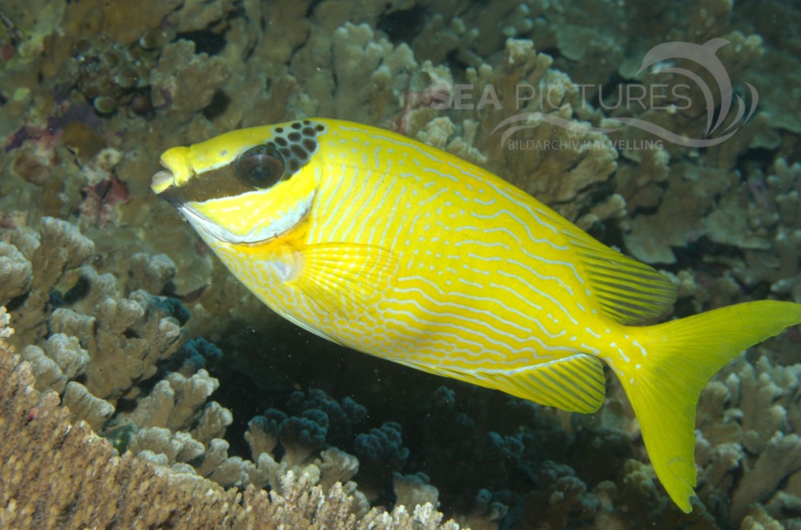 KV Masken-Kaninchenfisch  Siganus puellus MALA 06