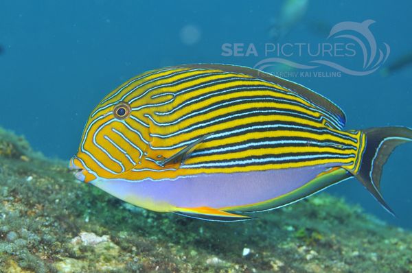 Acanthurus lineatus