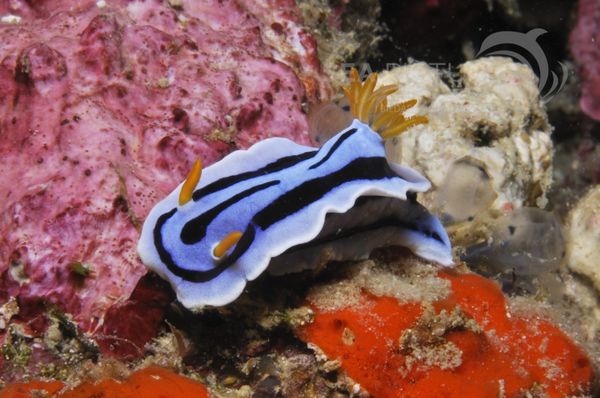 Chromodoris lochi