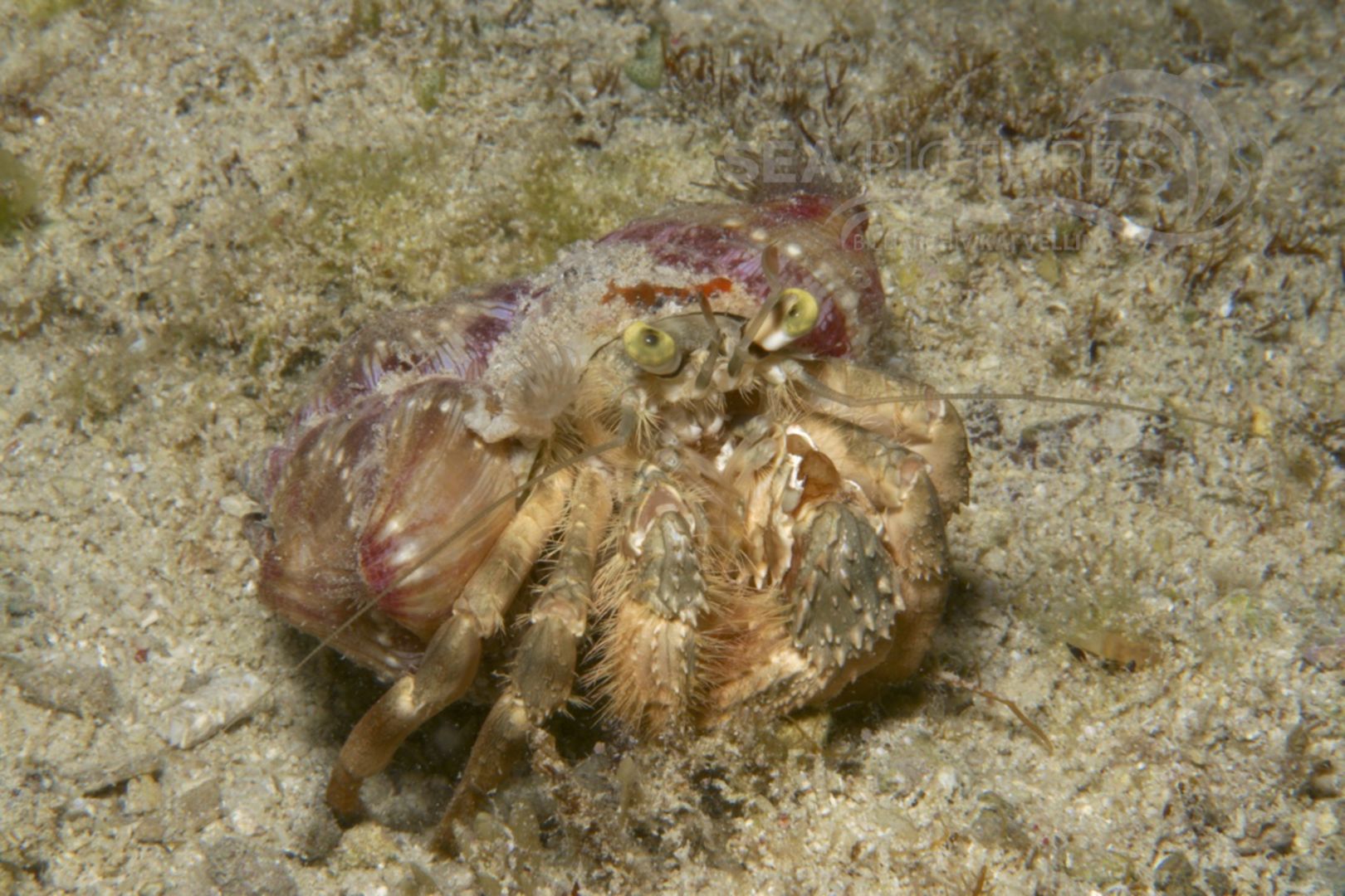 Dardanus pedunculatus