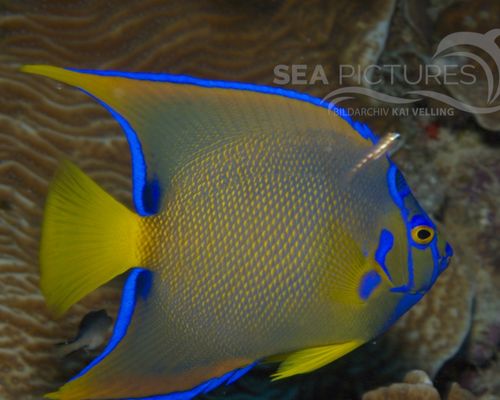 Meeresfische Meeresfische