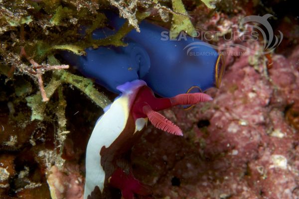 Nembrotha chamberlaini