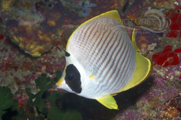 Chaetodon adiergastos