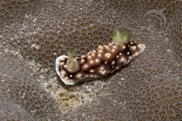 Chromodoris geometrica