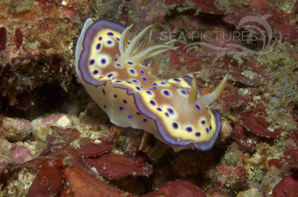 KV Chromodoris kuniei PH 06 198