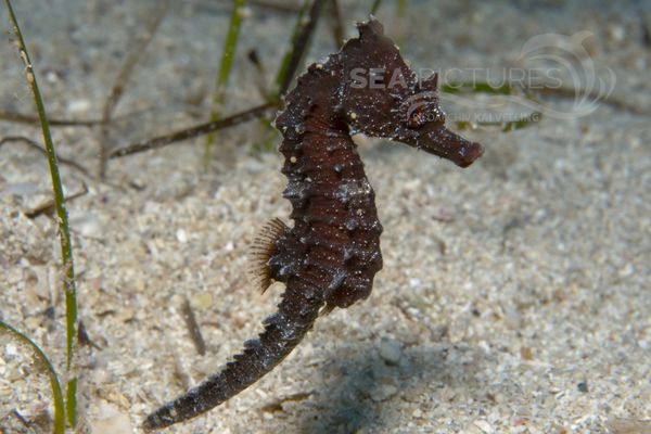 Hippocampus brevirostris