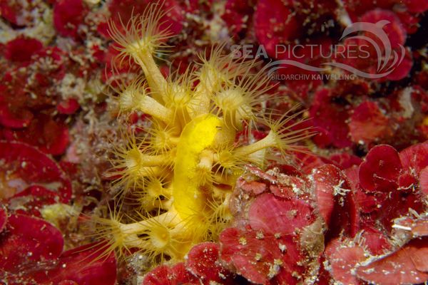 Parazoanthus axinellae