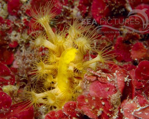 Anemonen