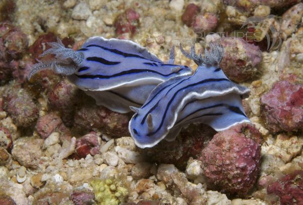 KV Chromodoris willani PH 08 12038