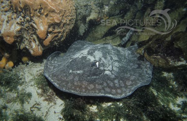 KV Gepunkteter Stechrochen  Urolophus gigas   AU POR 04