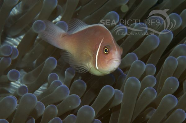 KV Halsband-Anemonenfisch Amphiprion perideraion  MALA 06 2.