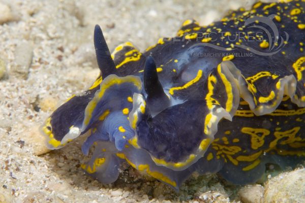 Hypselodoris picta picta