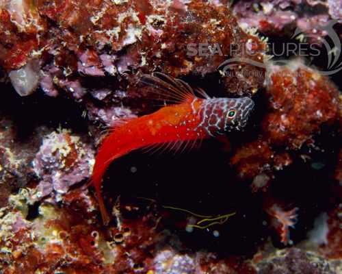 Schleimfische