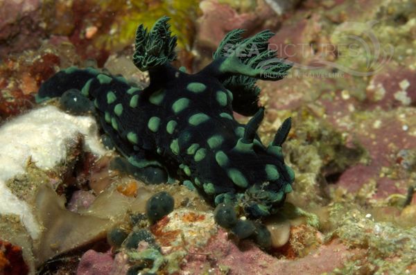 KV Nembrotha cristata PH 06 34