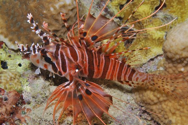 Pterois antennata