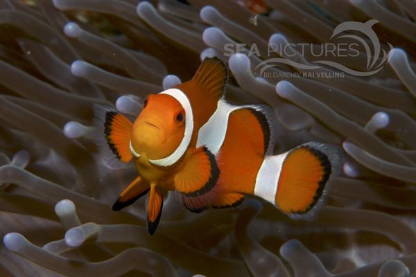 Amphiprion ocellaris