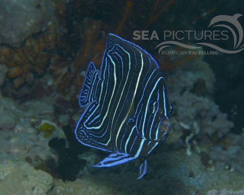 Kaiserfische