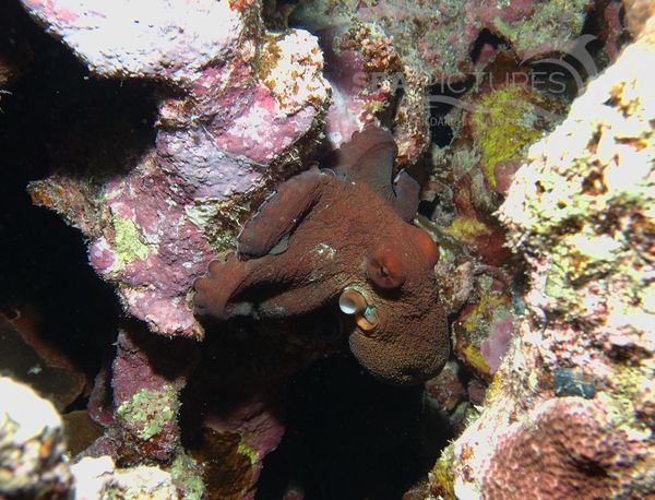 KV Roter Krake  Octopus cyaneus  RO 05