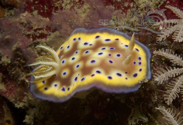 KV Chromodoris kunie PH 08 09687