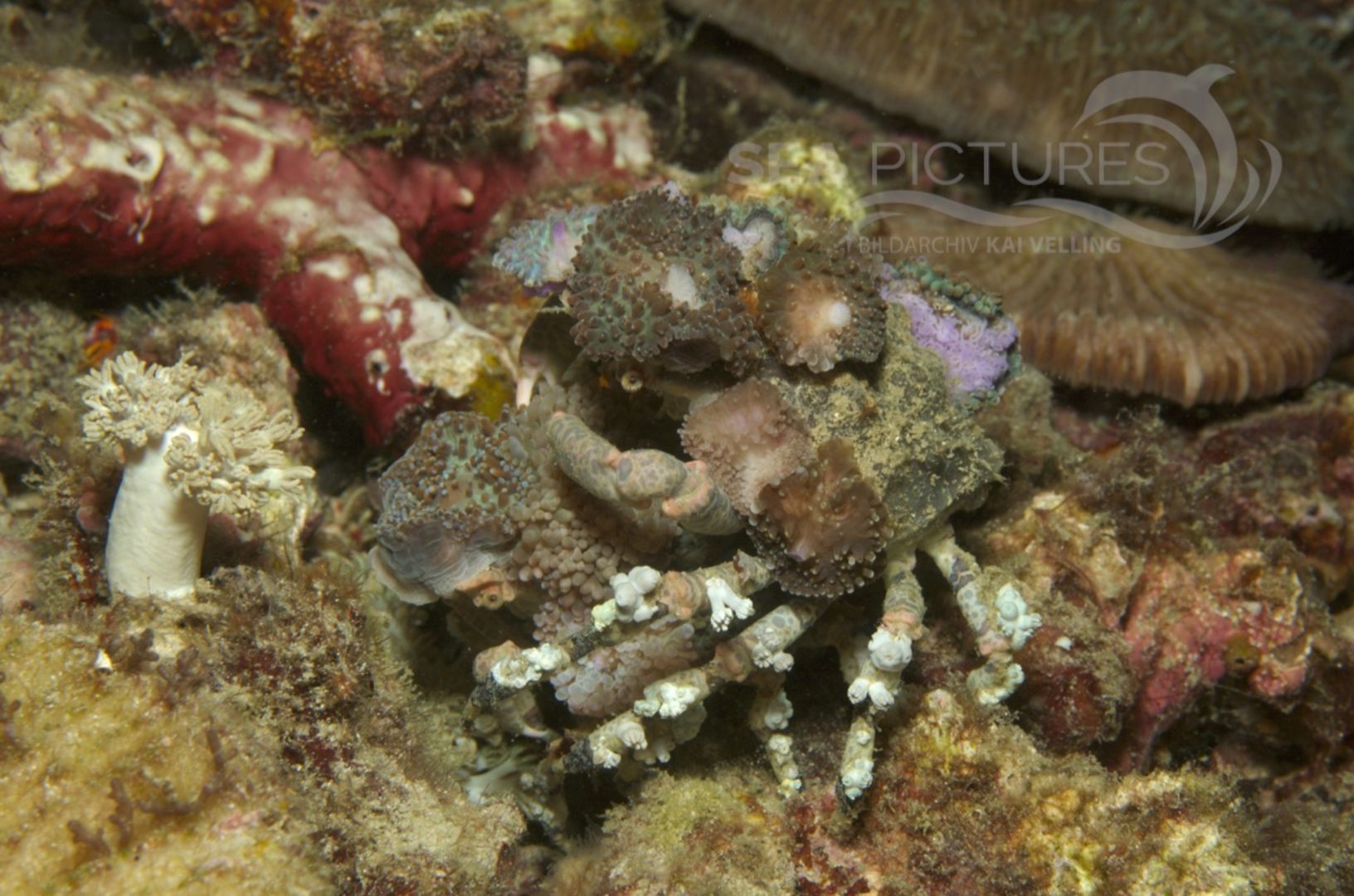 KV Cyclocoeloma tuberculata Paarung  PH 06 058