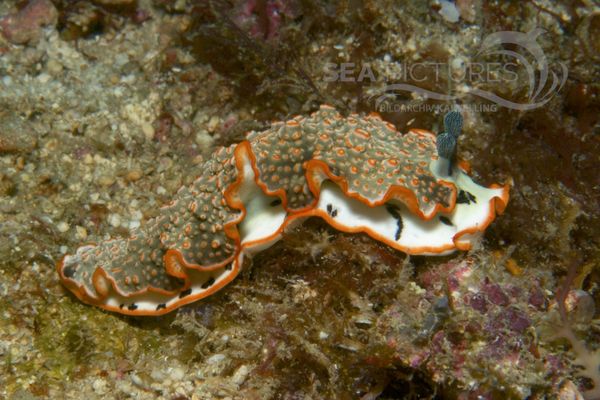 Dermatobranchus ornatus