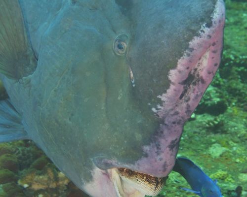 Papageienfische