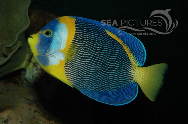 Scribbled Angelfish  Chaetodontoplus duboulayi  7901