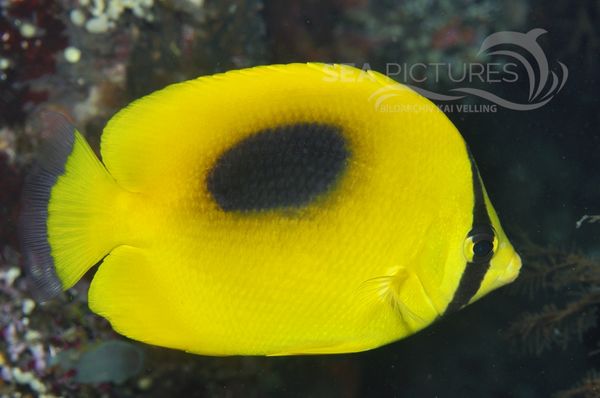 Chaetodon speculum