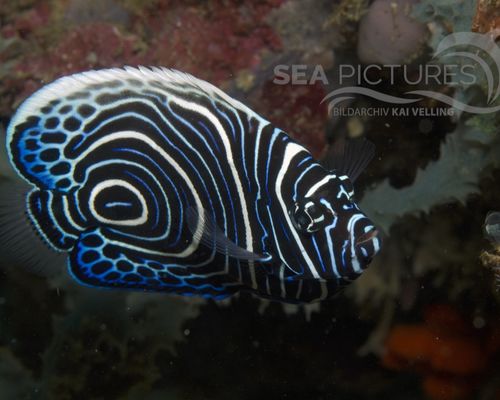 Kaiserfische
