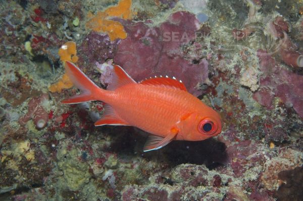  KV Teufels-Soldatenfisch  Myripristis vittata  MALA 06.