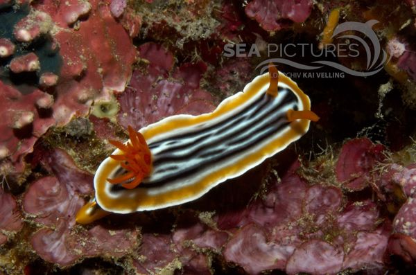 KV Chromodoris magnifica  MALA 06.