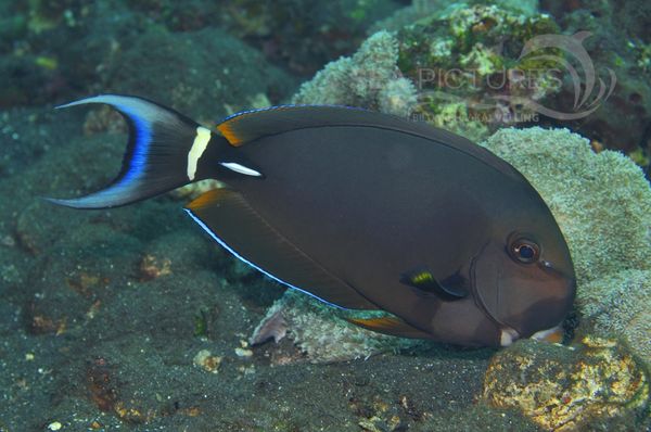 Acanthurus leucocheilus