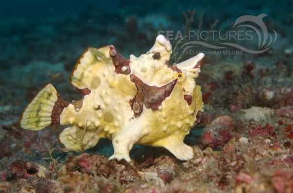 KV Clown-Anglerfisch Antennarius maculatus  PH 06 021  1 